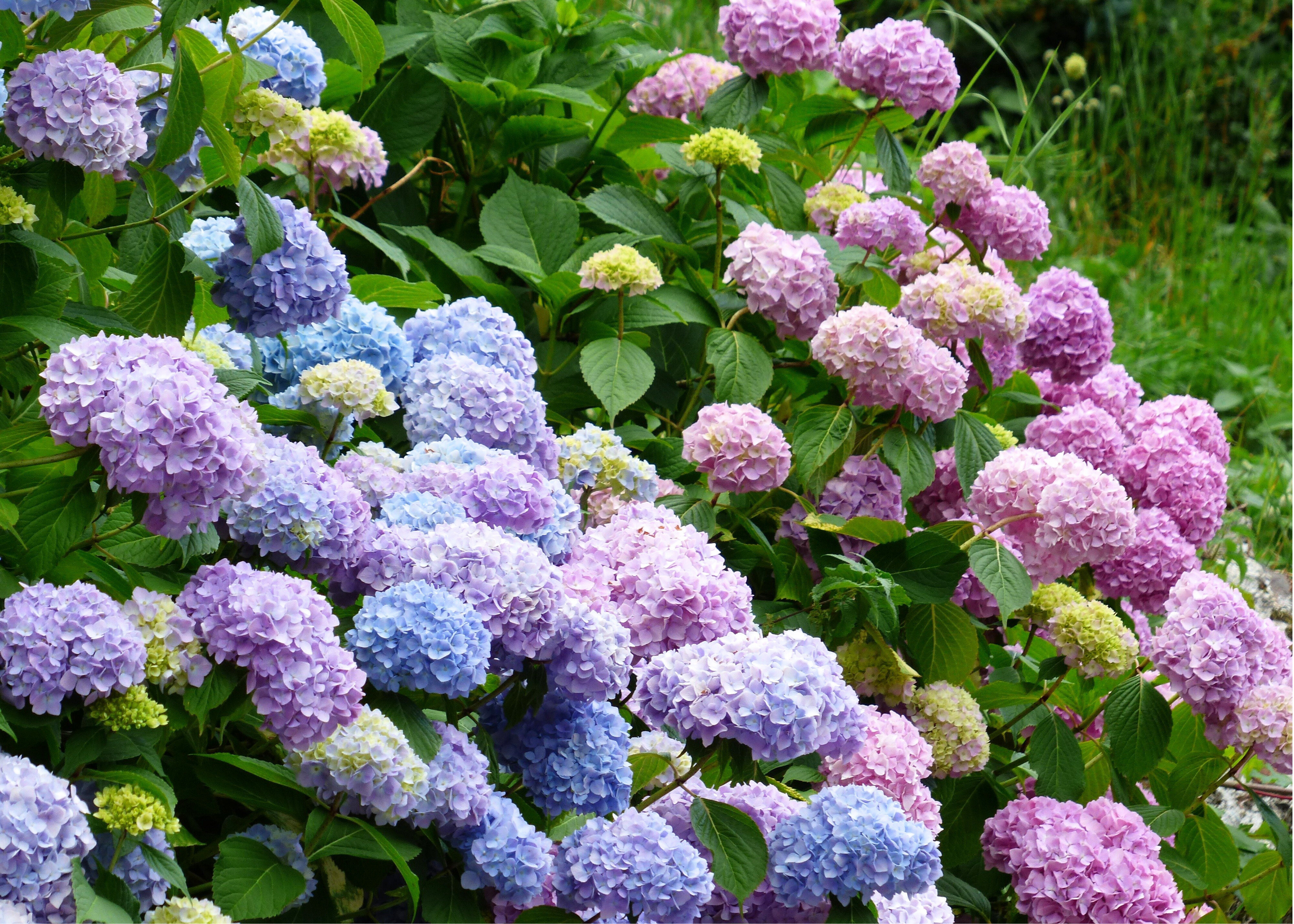 Hydrangea Bloom Color Guide — Plant Depot